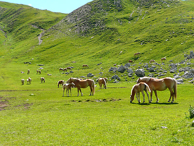 马, 牛群, 阿韦利诺, 山, 白云岩, fuciade, 一步