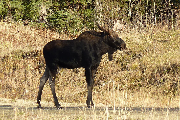 moose, animal, large, antler, nature, mammal, wildlife