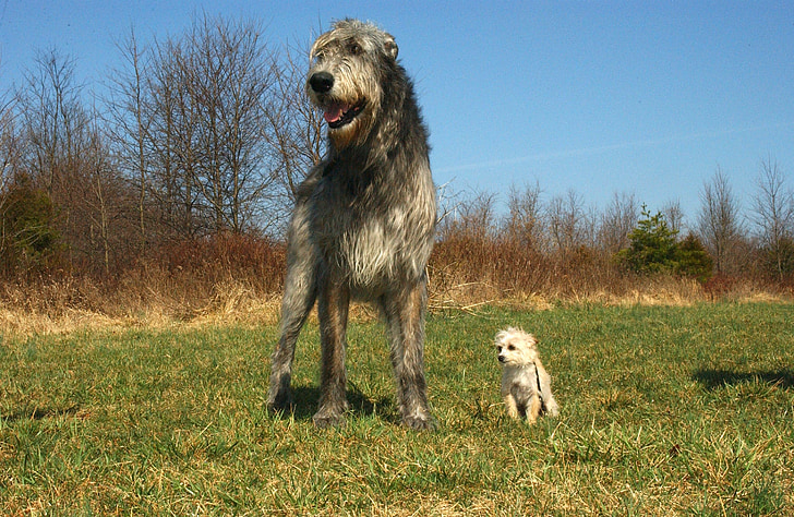 wolfhound irlandês, mistura de Chihuahua poodle, cães, caninos, animais, animais de estimação, natureza