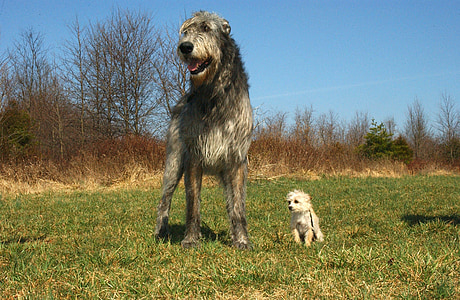 wolfhound irlandese, mix barboncino Chihuahua, cani, canini, animali, animali domestici, natura