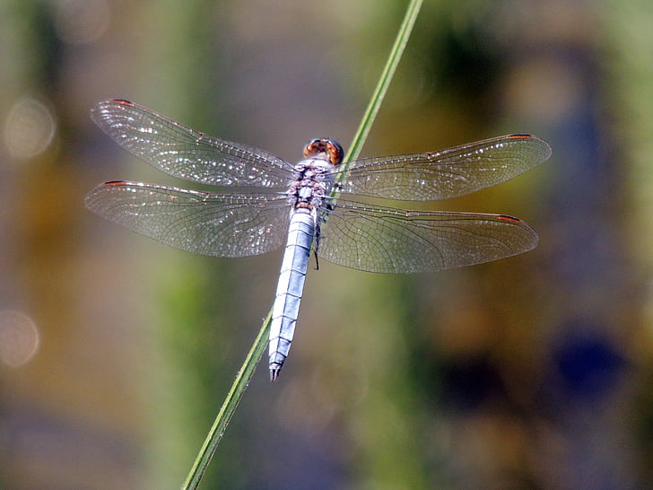 Dragonfly, insect, natuur, Rode waterjuffer, Tuin, macro, dier