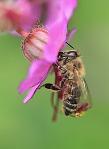 bee, macro, flower, blossom, bloom, insect, plant