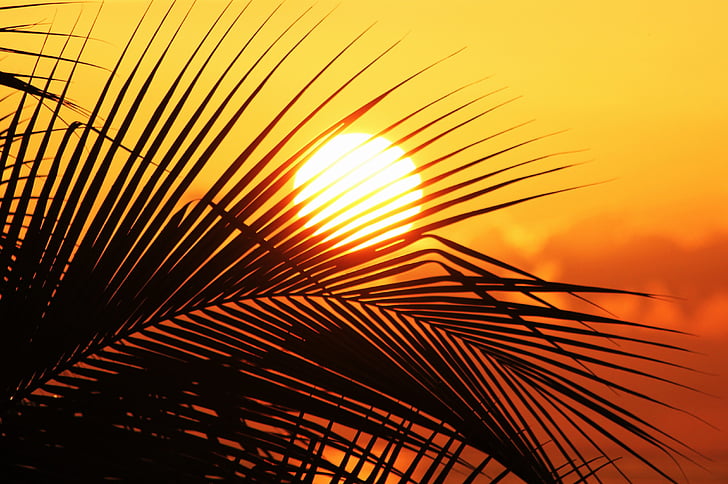 Jamaica Sun, nap, naplemente, Sky, Palm és a sun, romantika, egzotikus