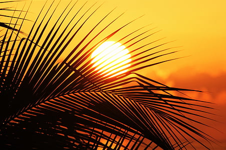 Güneş Jamaika, Güneş, günbatımı, gökyüzü, palmiye ve güneş, romantizm, egzotik