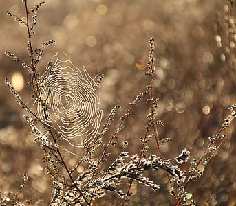 cobweb, dew, moist, dewdrop, close, network, nature