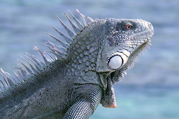 Bonaire, iguana, reptilă