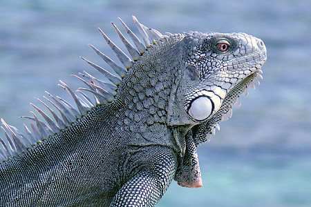 Bonaire, Iguana verda, rèptil