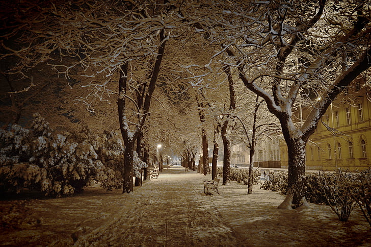 сніг, взимку, Січень, у вечірній час, парк, Секешфехервар, Zichy парк