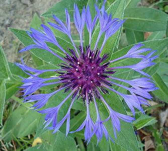 cornflower, blue, flower