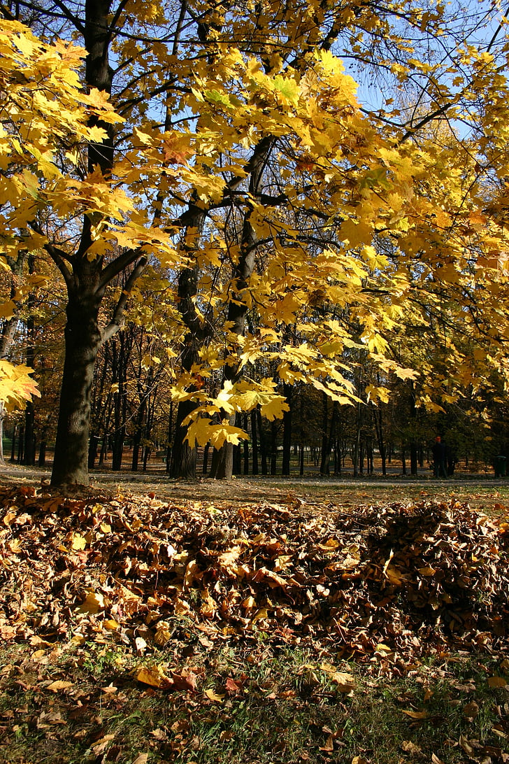 parkas, miško, rudenį, medis, lapija, spalio, Gamta
