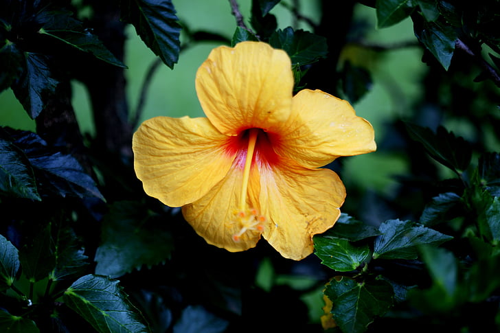 flor de hibisco, amarillo, natural, en la rama, Botánica, de la flor en el jardín, flor en primer plano
