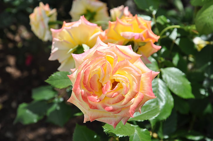 roses, rose blooms, rose bloom, white, orange, nature, petal