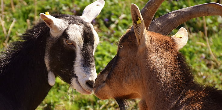 goats, pair, smooch, cute, funny, nature, together