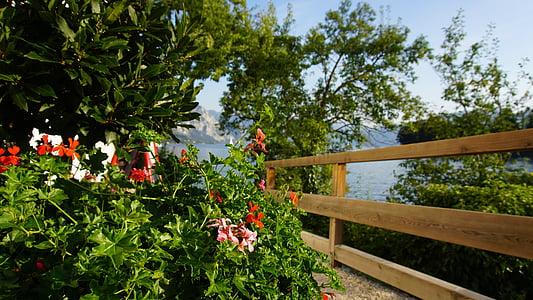 traunsee, flowers, wood plank, lake, tree, waters, austria