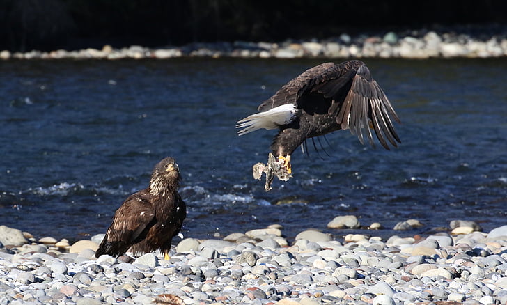 Àguila, calb, nord-americà, pesca, adult, menjar, volant