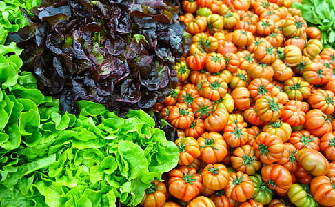 salade, Frisch, groen, kleurrijke, tomaten, rood, voedsel