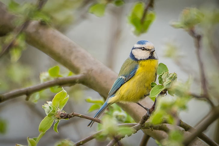 Лазоревка, синица, Певчая птица, птица, Природа, фотоохота, маленькая птичка