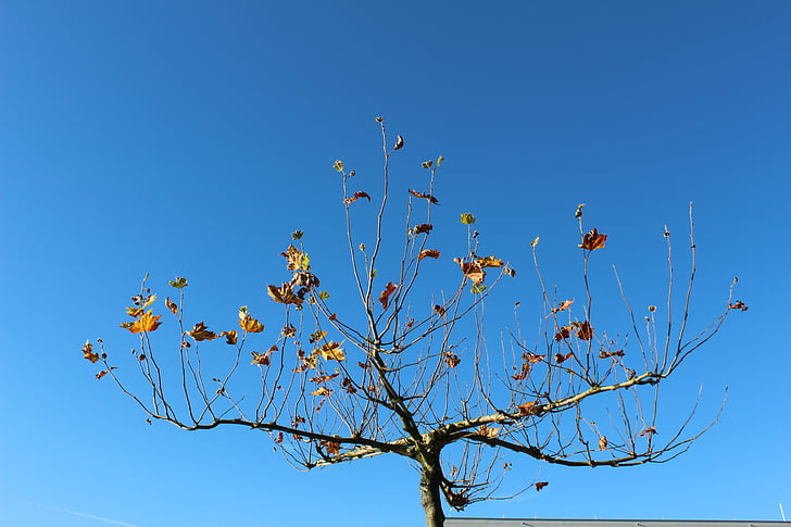 tree, sky, autumn, leaves