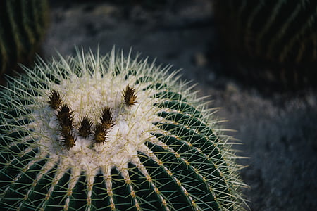 Cactus, Thorn, botanische tuin, succulente installatie, natuur, woestijn, plant