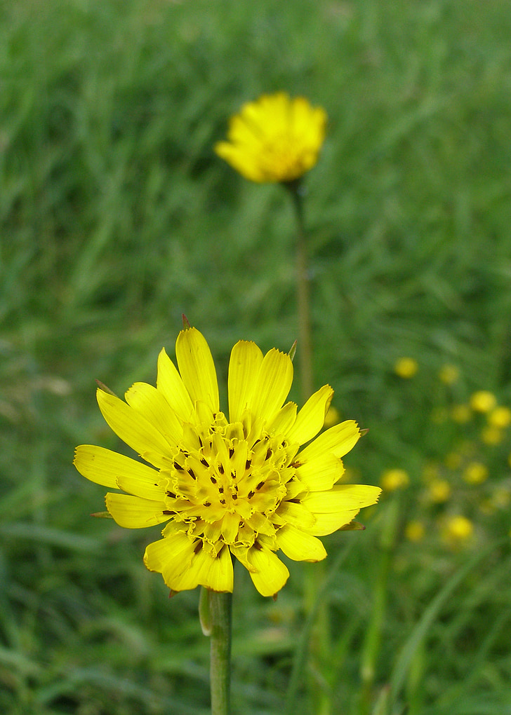 meadow salsify, spring, flower, yellow, flower field, tragopogon pratensis, meadow