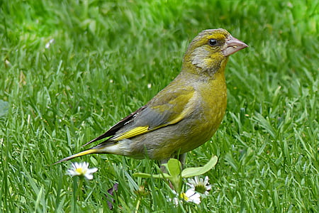 động vật, con chim, greenfinch, Chloris chloris, foraging, Sân vườn, Thiên nhiên