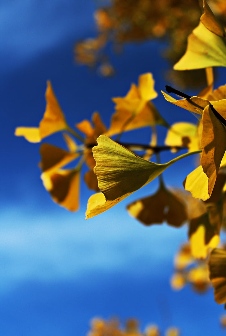 Ginko, δέντρο Ginko, δέντρο, φύλλα, φύση, Κίτρινο, το φθινόπωρο