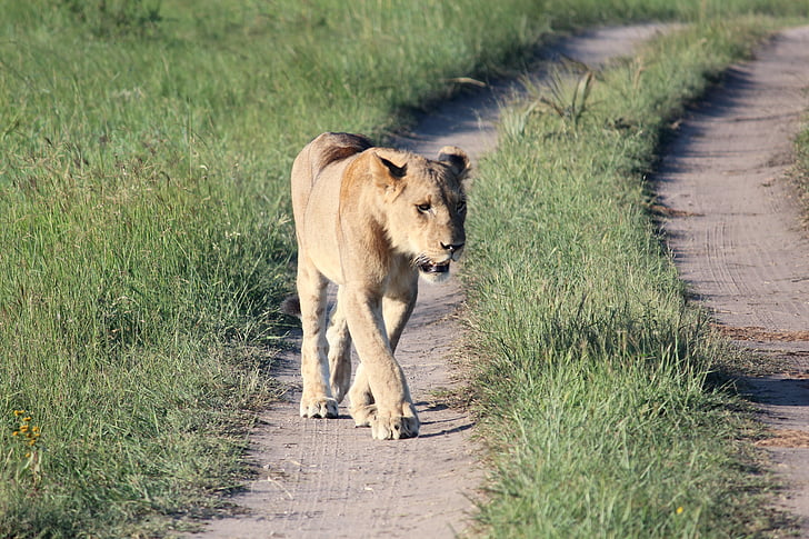 Leona, vida silvestre, depredador, a pie, camino de tierra, Sudáfrica, León - felinos