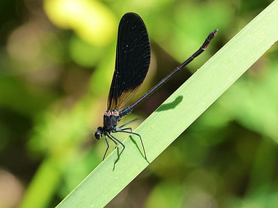 vážka černá, detaily, Krása, okřídlený hmyz, hmyz, Příroda, Dragonfly