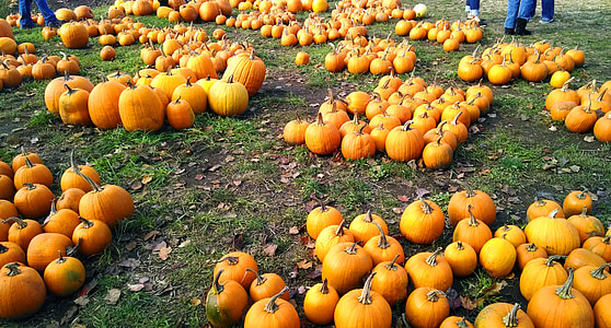 abóboras, laranja, colheita, fazenda, dia das bruxas, Outono, celebração