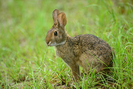 토끼, 토끼, 토끼, 야생 동물, 자연, 귀여운, 모피