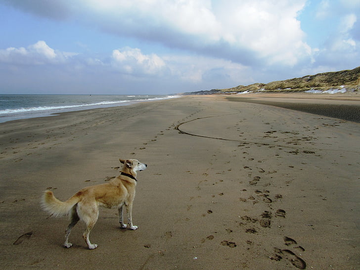 câine, mare, îndepărtat, plajă, bastoane, apa, ocean