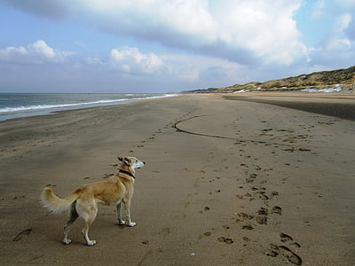 собака, море, далекі, пляж, кийками, води, океан