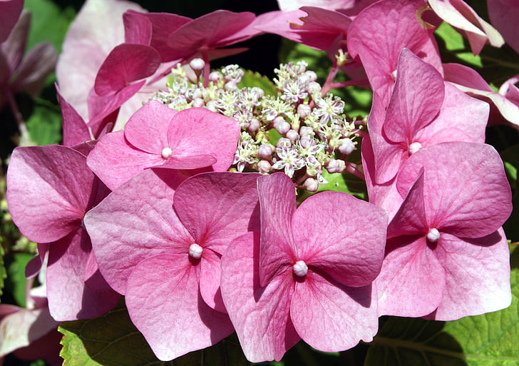 hydrangea, bunga, merah muda, Taman, musim panas, kelopak, Hortensia