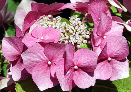 хортензия, цвете, розово, Градина, лято, венчелистче, Hortensia