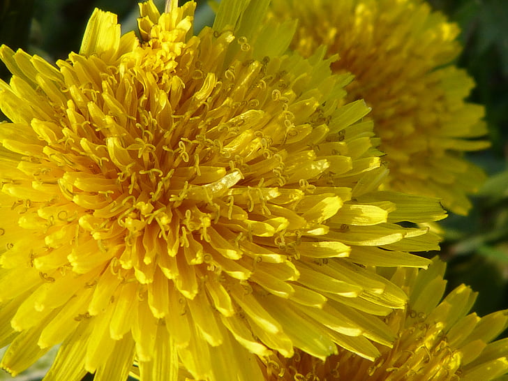 Buttercup, Pampeliška, květiny, Příroda, žlutá, žlutý květ, léto