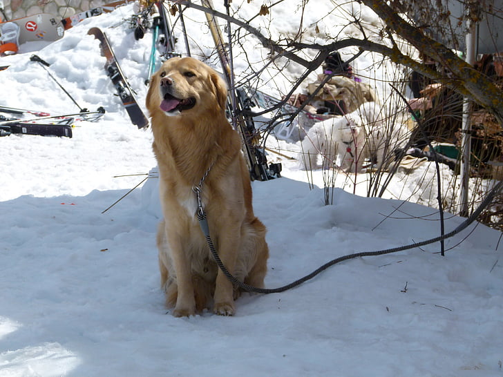 perro, canino, animal, mascota, amigo, invierno, nieve