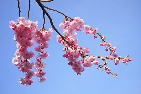 japanilaisten kirsikkapuiden, kukat, vaaleanpunainen, haara, Japanin kukinnan kirsikkapuu, koriste kirsikka, japanilainen kirsikka