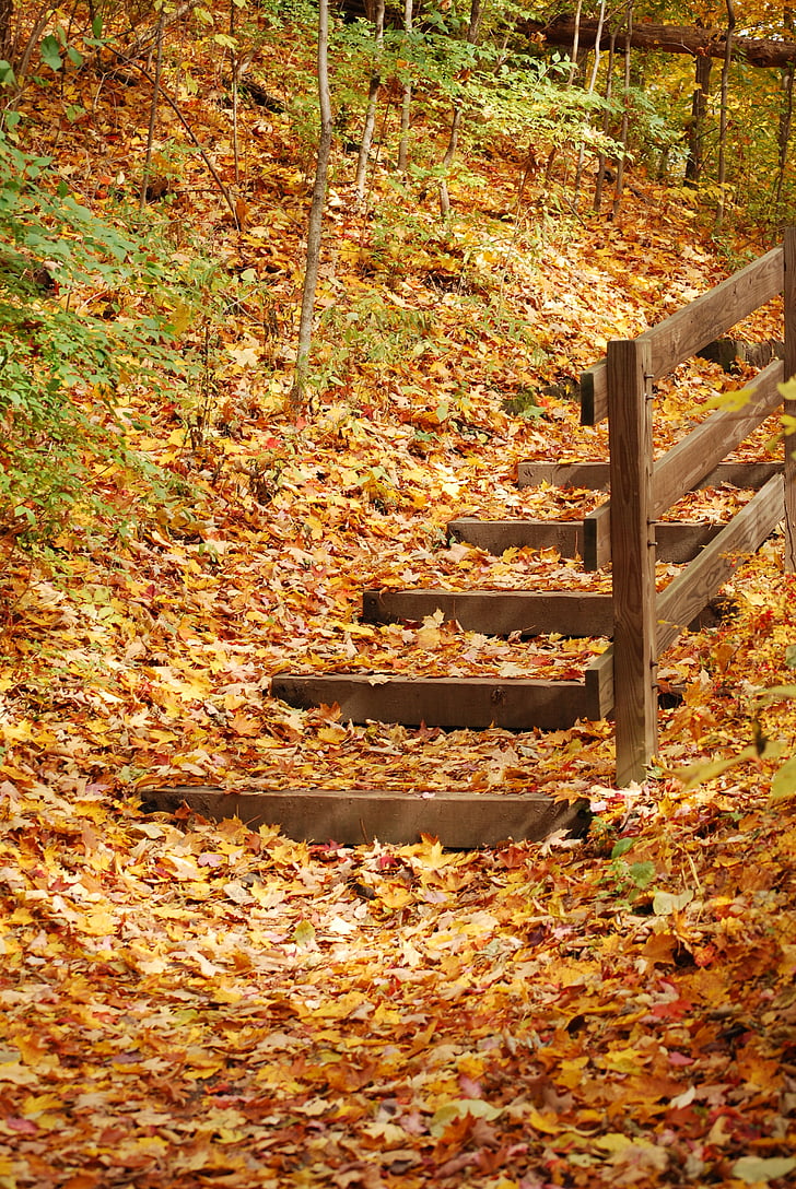 caída, otoño, escaleras, amarillo, naranja, hojas, bosque