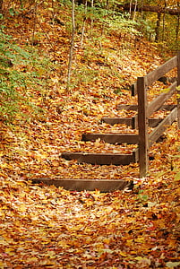 rudenį, rudenį, laiptai, geltona, oranžinė, lapai, miško