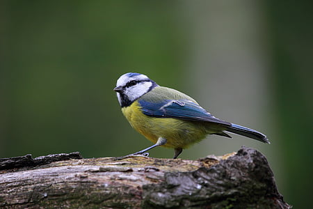 kék cinege, madár, cuki, természet, aranyos állatok, vadon élő állatok, egy állat