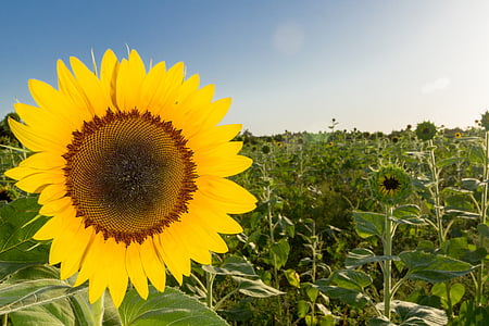 bunga, bunga matahari, tanaman, musim panas, Amerika Serikat, Salon Kecantikan, kuning