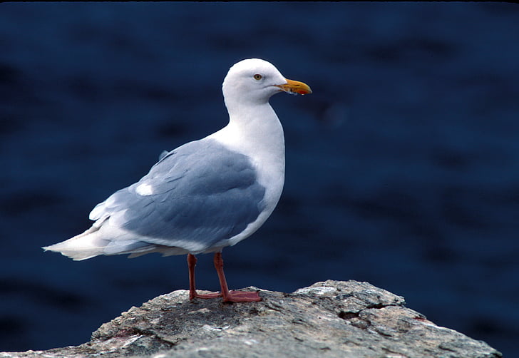 Racek šedý, Sea gull, Mořský pták, Rock, ostrov, Já?, volně žijící zvířata