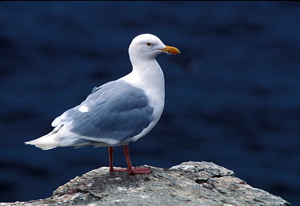glaucous gull, sea gull, seabird, rock, island, sea, wildlife