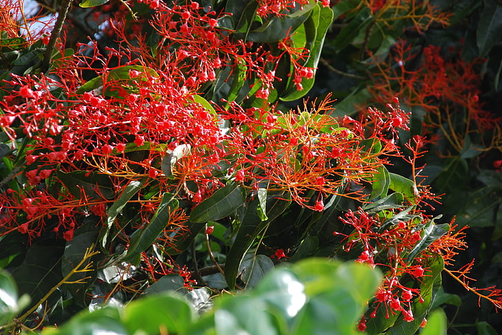 árbol de fuego, australiano, flores, rojo, Crimson, escarlata, subtropical