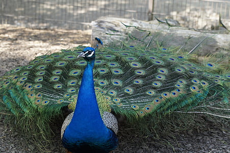 Peacock, mannetjes, man, vogel, wiel, Beat rad, verenkleed