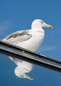 seagull, mirror, vain, bird, sea, north sea, water