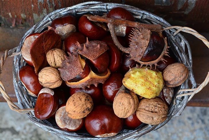 Chestnut, efterår, kurv, mad, brun, møtrik - mad, nøddeskal