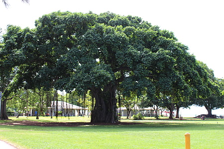 Хавай, голямо дърво, лято, синьо небе, Съншайн, безкрайно лято, дървен материал