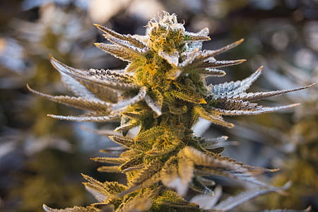 cànnabis, olla, males herbes, marihuana, drogues, planta, natural