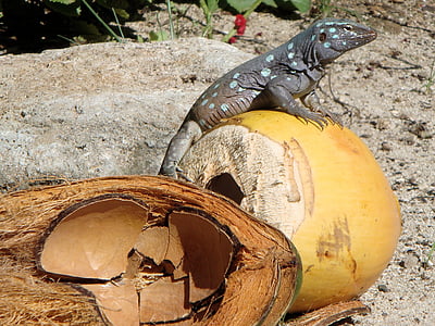 Lagarto, renhagedis, Bonaire, Países Bajos Antillas, reptil